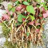 Generic semi di houttuynia cordata 250 pz