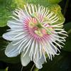 Generic semi di passiflora, esterno resistenti semi per il giardino rare da giardino roccioso per luoghi soleggiati autunnali 300pcs