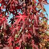 Vivaio di Castelletto Storace scarlatto Liquidambar styraciflua pianta in vaso ø10cm h 50/70 cm Vivaio di Castelletto