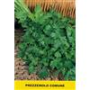 Generico Semi di Prezzemolo Comune - Varietà Profumata e Precoce - 6 g (circa 2000 Semi) - Rustico e Resistente al Gelo - Ideale per Orto, Vaso e Balcone