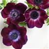 Generic Semi di anemone autunnale, semi di selvatici di anemone autunnale resistente resistenti per il giardino farfalla lilla 300pcs