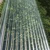kufu01 Lamiera Ondulata Autopulizia,Pannelli da Tetto per Pareti,Fogli Pretagliati di Vetroresina Trasparenti Spessa 1,2 Mm,Lamiera Profilata Lastre di Ricambio per Esterni Tettoia (0.9x1.2m/35x47in,1 Pcs)