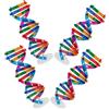 SOPOTUTU Strumento Didattico Dna Doppia Spirale Umana 4 Pezzi, Strumento Di Apprendimento Scientifico Fai Da Te Per Studenti, Kit Educativo Per Scuole e Laboratori Stem