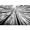 PEKNUX 1000 Pezzi Puzzle Foresta In Bianco E Nero Creativo Bianco E Nero Paesaggio Naturale Puzzle Difficile Puzzle Con Tabellone Blu