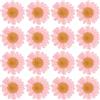 PATIKIL 48 Pezzi Fiori Secchi Pressati Fiori di Margherita Naturali per Artigianato Fai Da Te Decorazione Casa Decorazione Unghie, Rosa