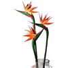 HAOSHICS 3 pezzi di fiori artificiali Uccello del Paradiso, finti fiori di Strelitzia, piante in finta seta per decorazione da tavolo da matrimonio per ufficio o casa (grandi, tramonto)