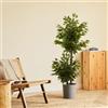 BLAINE | Ficus a 2 Chiome 150cm | Piante Artificiali Decorative | Pianta Artificiale Grande | Piante Artificiali per Interni/Esterni | Pianta Artificiale Realistica Decorativa per la Casa