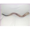 Kudu Yemenite HORN SHOFAR 80-89 cm (31-35) Kudu Yemenita HORN SHOFAR Kosher Tutto lucido Nuovo