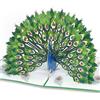 Magic Moments® Pavone Magnifico Biglietto Auguri Pop-up 3D grande 14x19 cm con busta per Madre, Donna, Fidanzata - Biglietto Regalo per Compleanno, Anniversario, Matrimonio e Festa della Mamma.