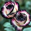 KMIODS Rizoma Di Rosa Raro, Perenne, Adatto A Primavera E Autunno, Ideale Per La Vista In Giardino, Non Necessita Di Irrigazione-1 Rizoma-A