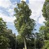le Georgiche Vivai le Georgiche - Pianta vera di Platanus x acerifolia - altezza alla vendita 100-120 cm