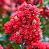 Vivaio di Castelletto Lagerstroemia indica Rossa Durant Red pianta in vaso ø18 cm Vivaio di Castelletto