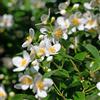 le Georgiche Vivai le Georgiche - Pianta vera di Philadelphus coronarius - vaso Ø 18 cm