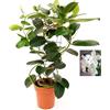 POWERS TO FLOWERS GELSOMINO STEPHANOTIS FLORIBUNDA, ALTEZZA 45CM, IDEALE PER GIARDINI, pianta vera