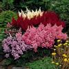 Generic 50 colori mélangées Astilbe coloré Simplicifolia ombre graines de fleurs * piatto S/H