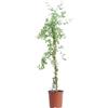 eGarden.store Pianta vera di Gelsomino Primulino o Jasminum Primulinum o Jasminum Mesnyi | Altezza: 110 cm - Diametro vaso: 19 cm - Rampicante ornamentale fiore giallo da coltivare all'esterno
