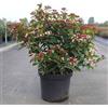 Vivaio di Castelletto Viburno tino Viburnum tinus lentaggine pianta da siepe in vaso ø22 cm h. 50/70 cm circa Vivaio di Castelletto
