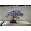 Generic Kit di semi di glicine bonsai, coltiva il tuo bonsai