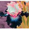 Generic Bulbe de haute qualité - Iris sibérien - Perenne résistante au freddo