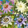 Generic Passiflora Rainbow - Fiore Rosa Bianco Viola Verde - Poca cura - 4 piante - Vaso 11 cm altezza 40 cm