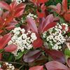 Vivaio di Castelletto Photinia Photinia x fraseri Red Robin pianta da siepe in vaso ø24 cm h. 175/200 cm Vivaio di Castelletto