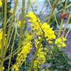 le Georgiche Vivai le Georgiche - Pianta vera di Cytisus racemosus - vaso Ø 12 cm