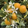 Generico CITRUS MITIS VARIEGATO CALAMONDINO -10 SEMI FRESCHI