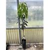 Generico Pianta di Mango Mangifera Indica H 140CM FRUTTI TROPICALI (OSTEEN)