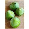 eGarden.store - Pianta vera di Fico o Fioreone o Ficus Carica diverse varietà 2 anni - Albero da frutta commestibile da coltivare in giardino o in vaso (Verdino)