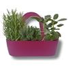 P. Piantine da Orto | Aromibag Magenta Composta da 3 Aromi: Timo, Rosmarino, Salvia, Piante Vere, Idea Regalo, Vivaio Italiano