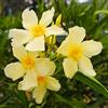 Vivaio di Castelletto Oleandro a cespuglio Giallo Nerium Oleander pianta in vaso ø24 cm h. 100/150 cm Vivaio di Castelletto