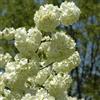 Generic Viburno giapponese 'Grandiflorum' 40-60 cm Vaso - Viburnum plicatum 'Grandiflorum' - Fioritura bianca