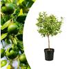 Vivaio di Castelletto Lime "Citrus Aurantifolia", Limetta messicana, pianta innestata in vaso ø22 cm Agrumi di Sicilia, Made in Italy, Vivaio di Castelletto