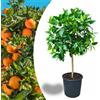 Vivaio di Castelletto Arancio "citrus sinensis" Arancio Washington pianta innestata in vaso ø22 cm di 2/3 anni, Agrumi di Sicilia, Made in Italy, Vivaio di Castelletto
