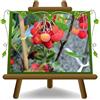 EURO PLANTS VIVAI Corbezzolo Arbutus Unedo - Ciliegia Marina - Pianta da Frutto su Vaso ø 26 cm - Cespuglio - Altezza 100 cm. - Età 4 Anni