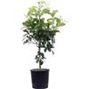 Vivaio di Castelletto Pianta di Mapo Citrus × tangelo pianta innestata in vaso ø 22 cm h 100/120 cm Agrumi di Sicilia, Made in Italy, Vivaio di Castelletto