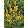 Generico 20 semi di Fiore del Segreto, Mocote (Senna Alata)