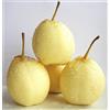 SVI Bianco cinese Pera Nashi Pera Ya Pera Pearple Pyrus Bretschneideri Seeds 10 PCS