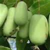Generico KIWI ARGUTA JUMBO FRUTTI GRANDI FINO A 5 CM 2 ANNI, VASO 2 LITRI 70-80 CM