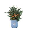 Vannucci Piante - Pyracantha 'Navaho', pianta vera in vaso, da esterno