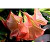 Generic Portal Cool Brugmansia 'Ecuador Pink' 5 Semi'S Trombone Angelo