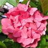 Vivaio di Castelletto Ortensia Hydrangea macrophylla Doris pianta in vaso ø12 cm Vivaio di Castelletto