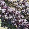 Generic semi di shiso biologici, invernali, shiso, balcone in serra, 30pcs