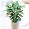 GardenersDream 1 x Calathea Compact Star 30-40cm | Pianta della Preghiera per la Casa o l'Ufficio