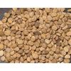 Generic 200 Semi STRATIFICATI di Ginseng Americano Panax Quinquefolius l