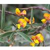 Generic Semi di Cajanus cajan Pigeon Pea Pflanze Confezione da 100 semi