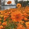 Generic Semi di Cosmea, resistenti per il giardino selvatici rare 400pcs