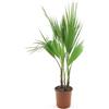 Vivaio di Castelletto Palma messicana Washingtonia robusta pianta in vaso ø24 cm h. 50/60 cm