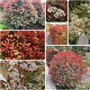 Generic Semi Photinia red robin - Decorazione giardino di autunno, 300pcs