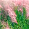 Generic semi di muhlenbergia capillaris d'appartamento purificano l'aria ornamentale resistente da esterno resistenti decorazione da giardino per esterni 200pcs